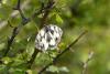 Melanargia galathea